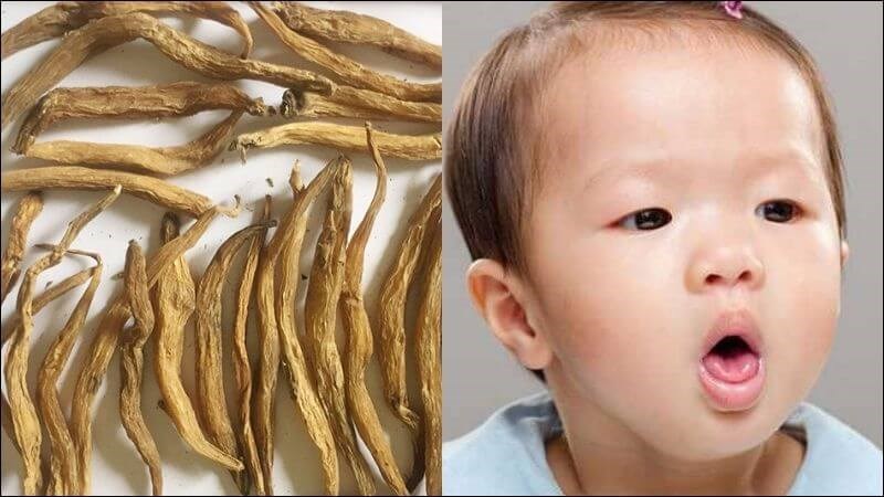 Bài thuốc chứa bách bộ giúp trị trẻ nhỏ ho do hàn