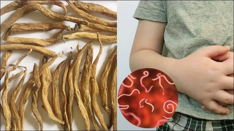 Dùng 12 gam bách bộ, sắc uống vào buổi sáng hỗ trợ trị giun