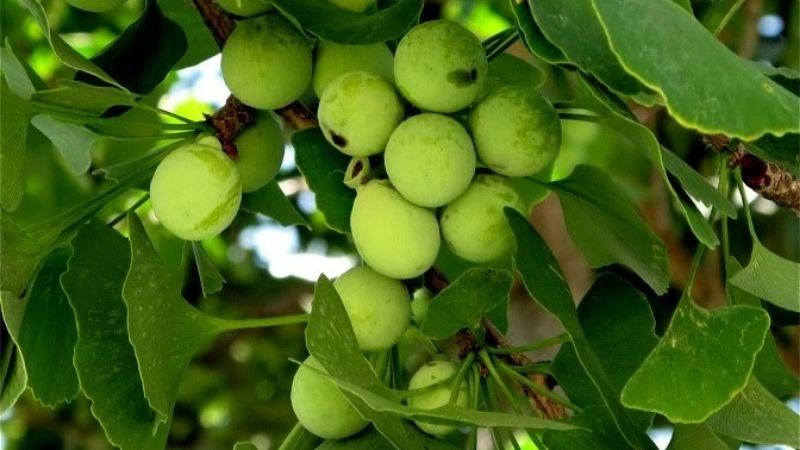 Sản phẩm được làm từ chiết xuất bạch quả được chuẩn hóa 24% Ginkgo Flavoglycosides