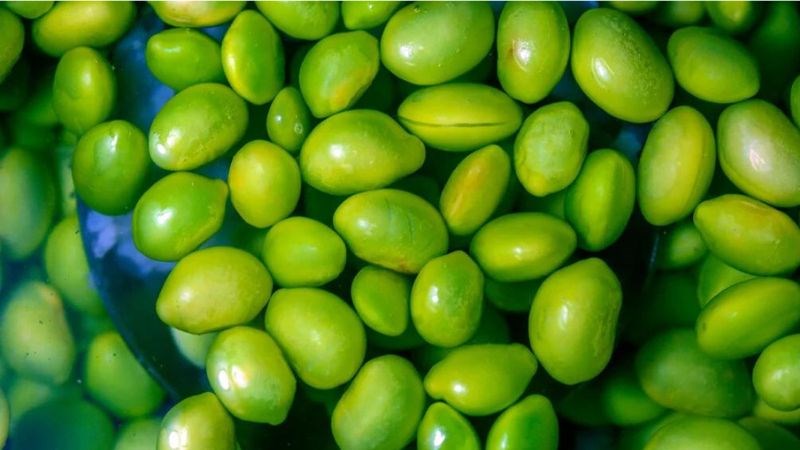 Edamame là một dạng chưa trưởng thành của đậu nành Edamame là một dạng chưa trưởng thành của đậu nành