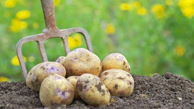 Khoai tây chứa những dưỡng chất quan trọng để kích thích ra acid hyaluronic Khoai tây chứa những dưỡng chất quan trọng để kích thích ra acid hyaluronic