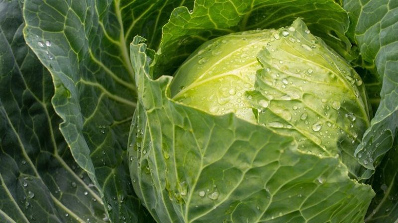 Bắp cải chứa nhiều vitamin quan trọng cho việc sản xuất acid hyaluronic Bắp cải chứa nhiều vitamin quan trọng cho việc sản xuất acid hyaluronic