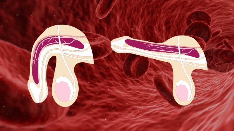 L-arginin giúp tăng lưu thông máu để giúp dương vật cương cứng