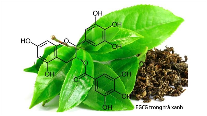 EGCG là chất có hoạt tính sinh học cao nhất