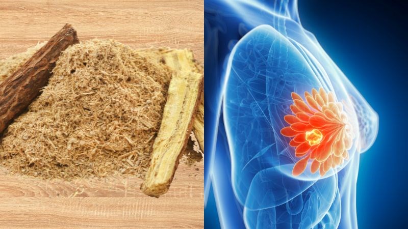 Cam thảo hỗ trợ phòng ngừa ung thư vú