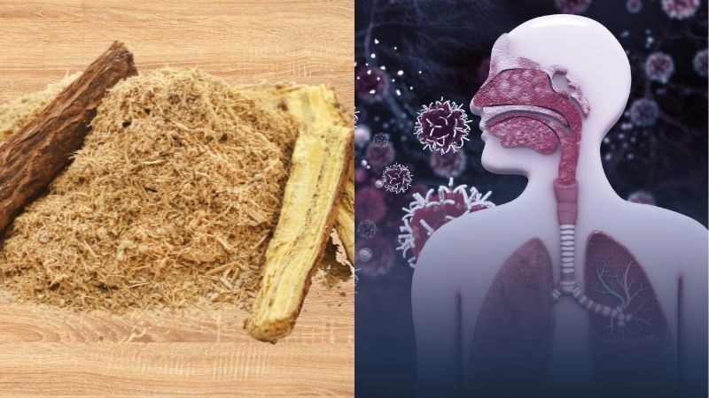 Cam thảo giảm tình trạng viêm đường hô hấp trên