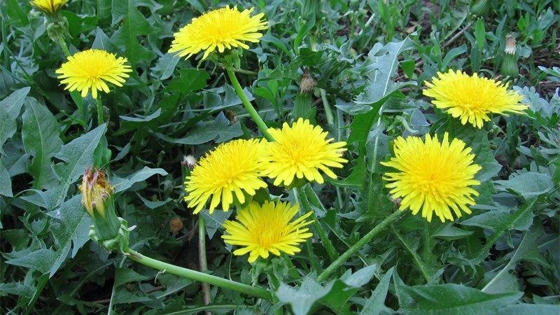 Cây bồ công anh có tác dụng gì? 14 tác dụng, cách sử dụng
