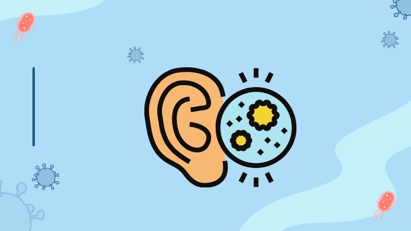 Cúc tím có thể làm tăng nguy cơ nhiễm trùng tai 
