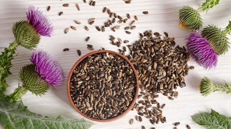 Cây kế sữa có khả năng tăng cường chức năng khử độc của gan