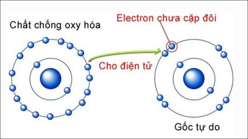 Chất chống oxy hóa cho điện tích dương, giúp trung hòa gốc tự do trong cơ thể