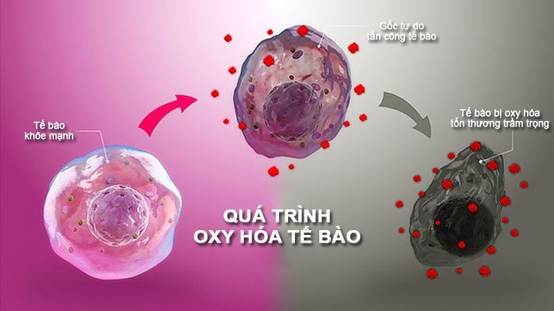 Chất chống oxy hóa là các hợp chất trung hòa gốc tự gây hại