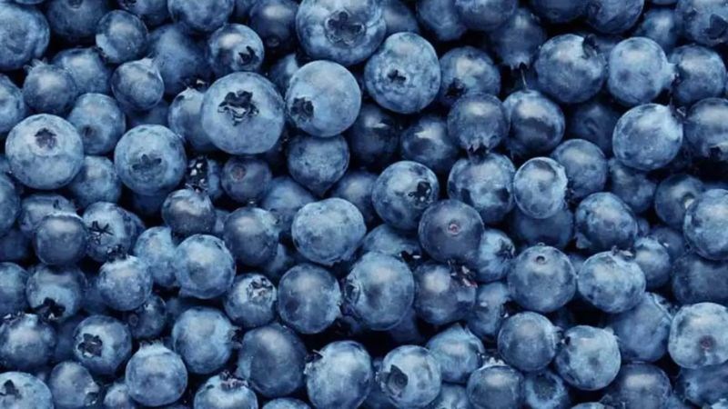 100 gram quả việt quất có tới 9,2 mmol chất chống oxy hóa