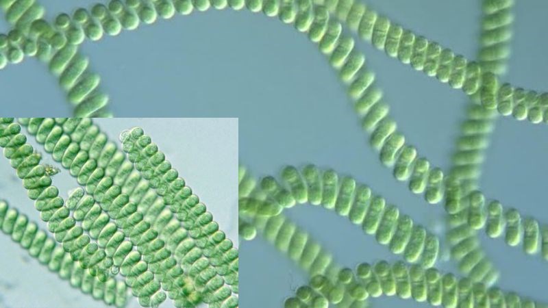 Tảo spirulina là một loại vi khuẩn lam dạng sợi xoắn, có màu xanh lục