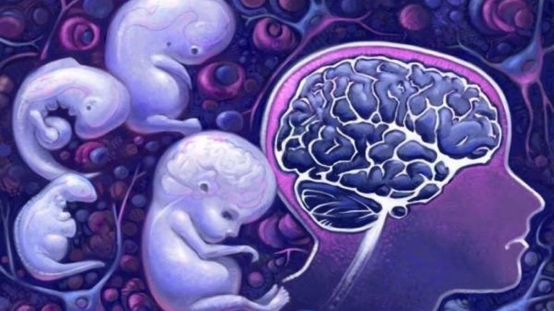 Dùng tảo spirulina có thể giúp tăng cường phát triển trí não cho thai nhi