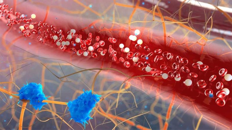 Glucose là thành phần dinh dưỡng phổ biến trong máu