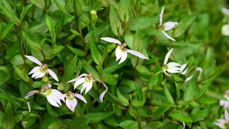 Bán biên liên là cây thảo nhỏ, sống hằng năm