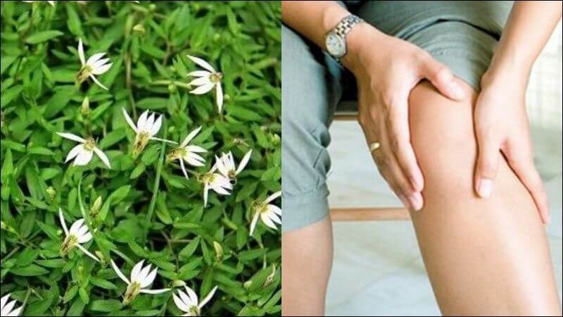 Bài thuốc kết hợp bán biên liên, bạch mao căn hỗ trợ chữa hoàng đản, phù thũng