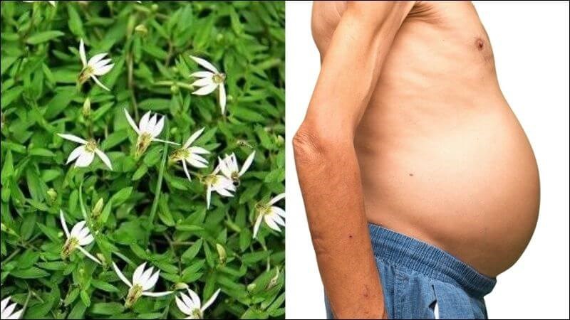 Bài thuốc kết hợp bán biên liên, kim tiền thảo, đại hoàng, chỉ thức chữa bệnh gan cổ trướng
