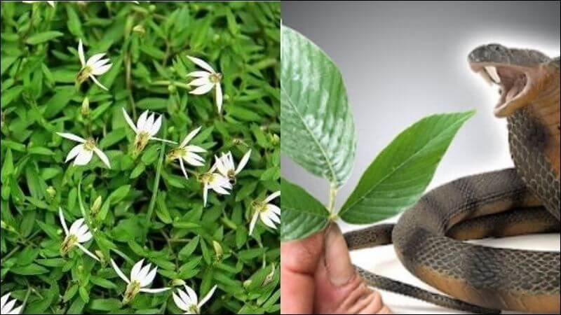 Bán biên liên giúp chữa rắn độc, bò cạp 