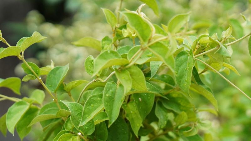 Người bệnh cần phải lựa chọn dây thìa canh chuẩn 