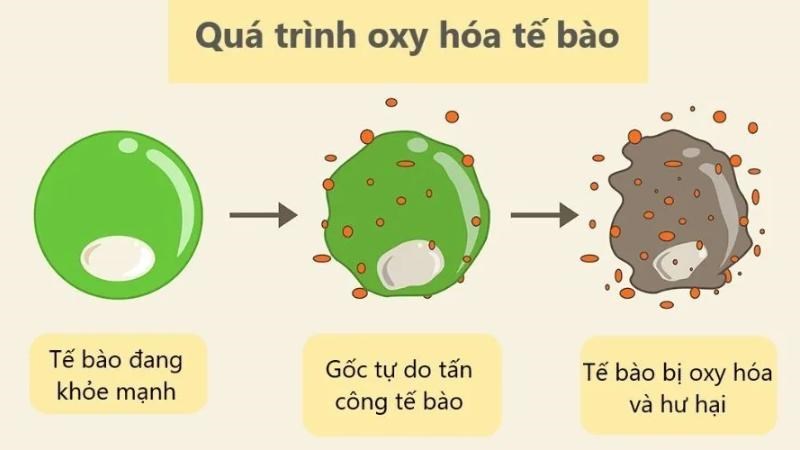 Chiết xuất cỏ đuôi ngựa có khả năng chống oxy hóa