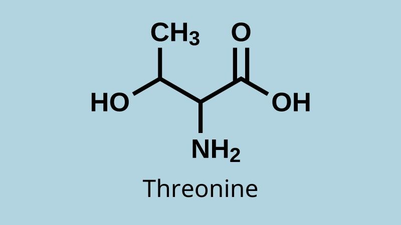 Threonine là một axit amin thiết yếu của cơ thể