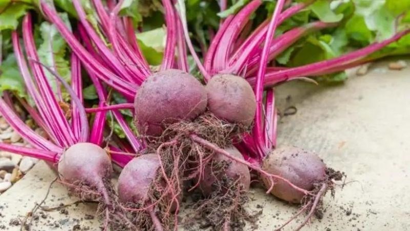 Củ cải đường là nguồn thực phẩm rất giàu sắt, mangan và kali