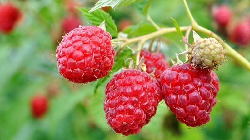 Quả mâm xôi đem lại hương vị đặc biệt và chứa nhiều giá trị dinh dưỡng tốt cho cơ thể