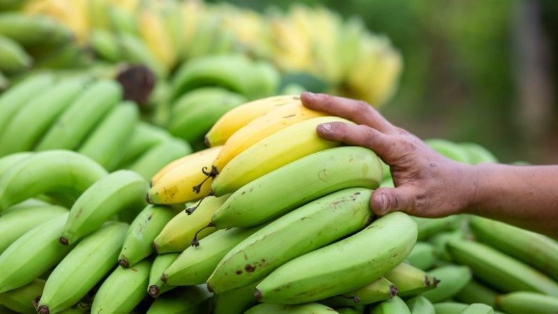 Chuối chứa carbohydrate khó tiêu, có tác dụng như chất xơ