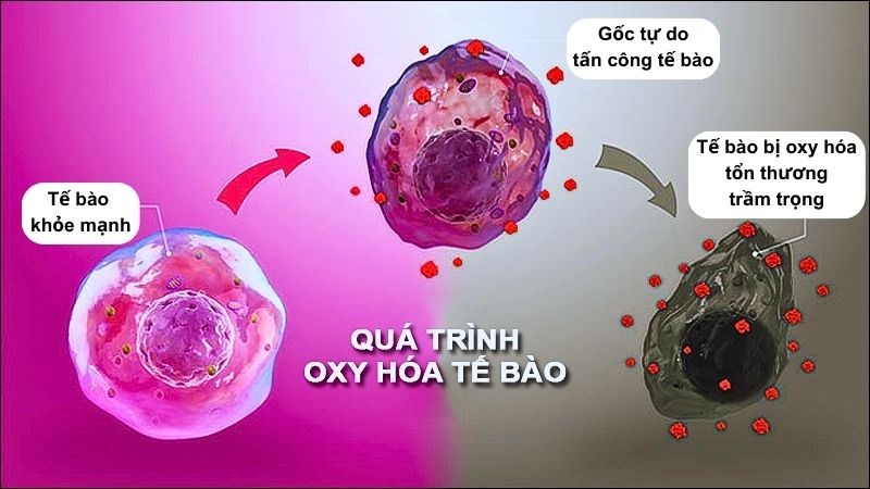 Sulforaphane từ bông cải xanh có khả năng chống oxy hóa tế bào