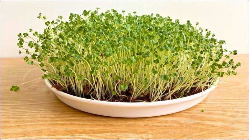 Mầm bông cải xanh cho thấy khả năng ngăn ngừa ung thư tốt hơn bông cải xanh