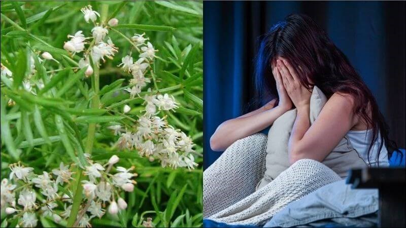 Bài thuốc kết hợp thiên môn đông, nhân sâm, ngũ vị tử chữa chứng tâm phiền mất ngủ