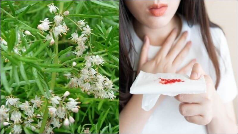 Bài thuốc kết hợp thiên môn, sinh địa giúp chữa nôn ra máu, chảy máu cam