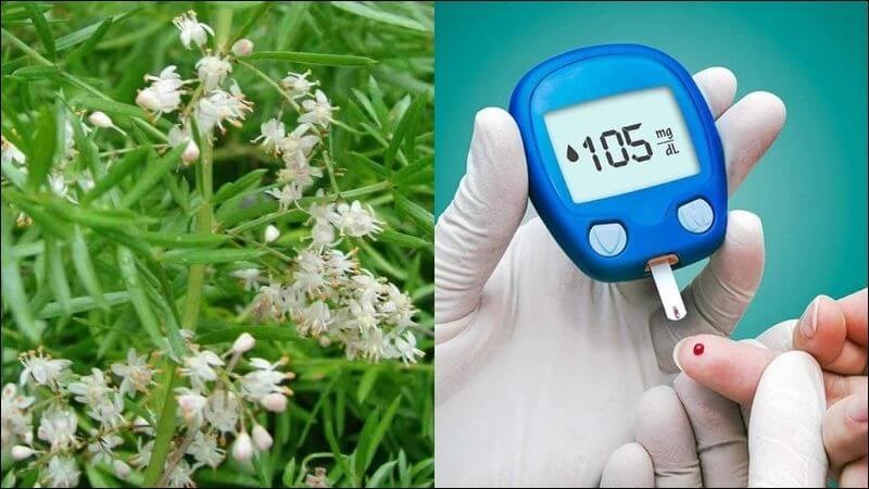 Bài thuốc kết hợp thiên môn, mạch môn, ngũ vị tử hỗ trợ điều trị tiểu đường