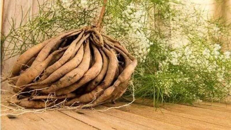 Một số lưu ý khi sử dụng thiên môn đông