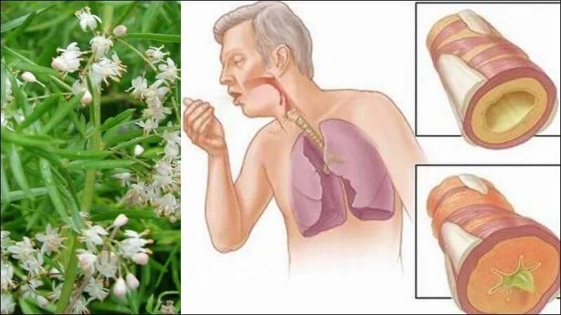 Bài thuốc kết hợp thiên môn, mạch môn, ngũ vị tử, sắc thành cao để trị ho đờm 