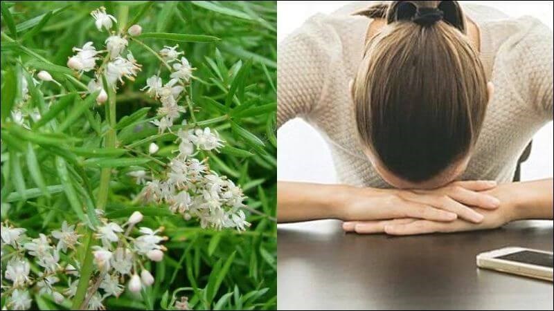 Thiên môn thì đem tán bột để trị cơ thể đau nhức do hư lao