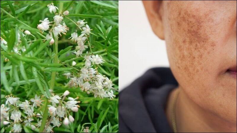 Thiên môn hỗ trợ điều trị da mặt nám đen