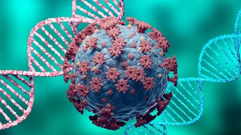 Tinh dầu đinh hương có thể kháng vi-rút như sốt xuất huyết, Zika và sốt vàng da