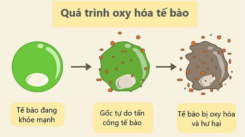 Chống oxy hóa là tác dụng nổi bật của tinh dầu đinh hương