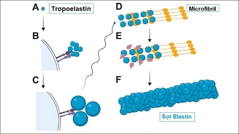 Elastin được tổng hợp từ tropoelastin và hình thành nên các sợi đàn hồi của da