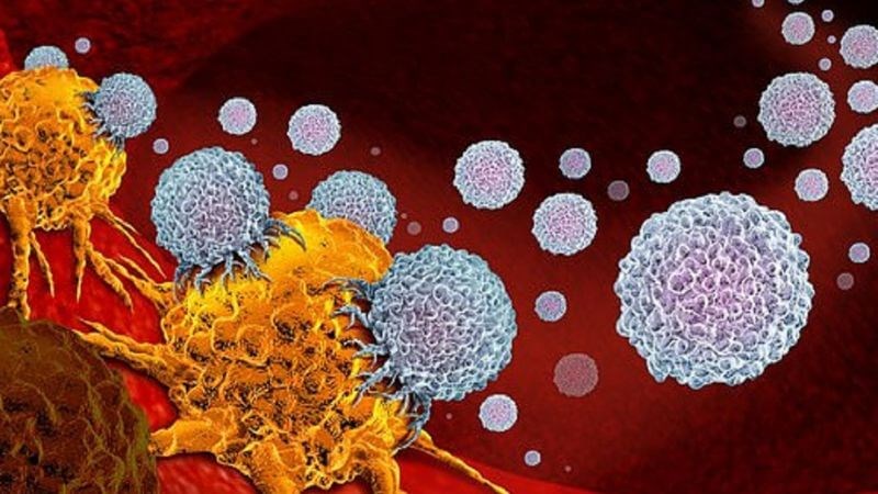 Saccharin có thể được dùng để hỗ trợ điều trị ung thư