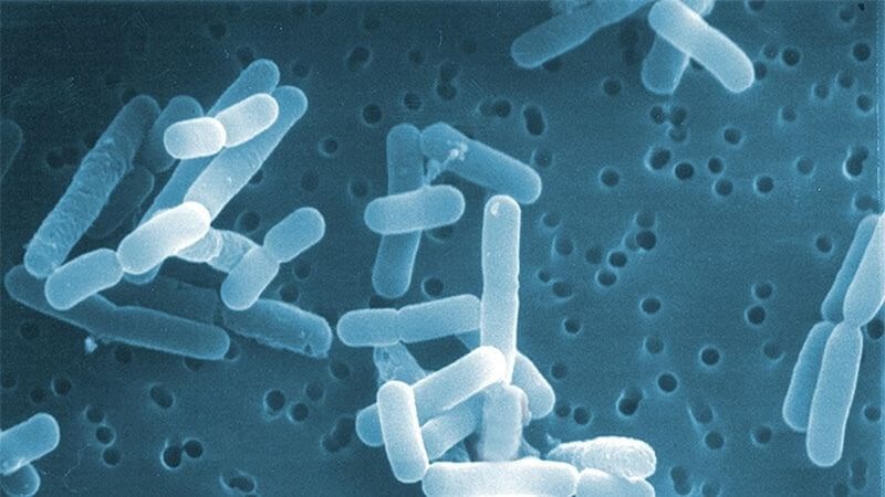 Men vi sinh Lactobacillus reuteri