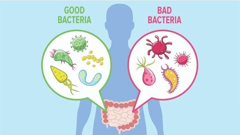 Lactobacillus reuteri giúp cân bằng hệ vi sinh vật ở ruột