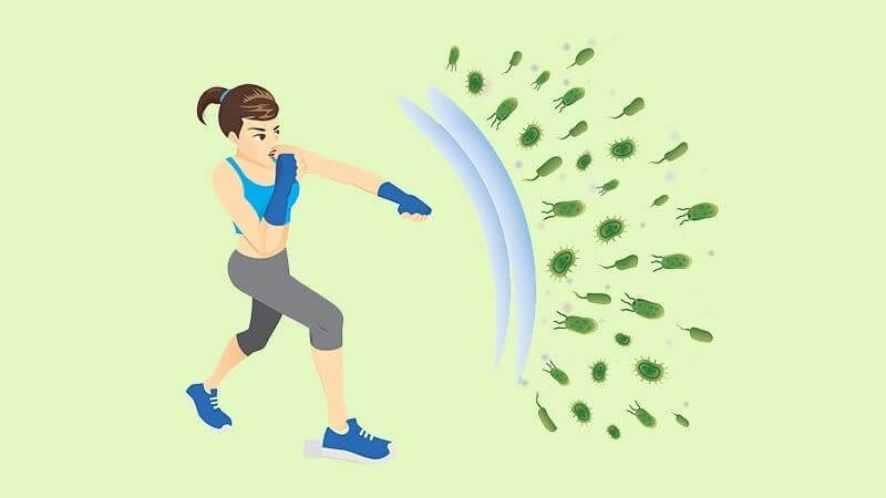 Lactobacillus reuteri giúp tăng cường hệ miễn dịch