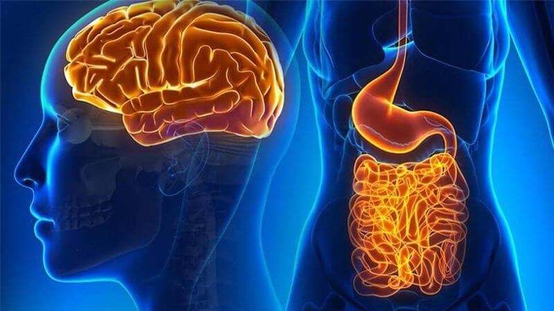Liên hệ giữa Lactobacillus reuteri và hệ thần kinh ruột