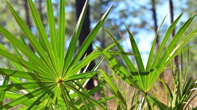 Saw palmetto là loại thảo dược có nguồn gốc ở đông nam Hoa Kỳ