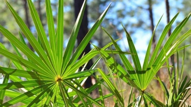 Saw palmetto là một giống cây cọ lùn có nguồn gốc ở khu vực phía Đông Nam Bắc Mỹ