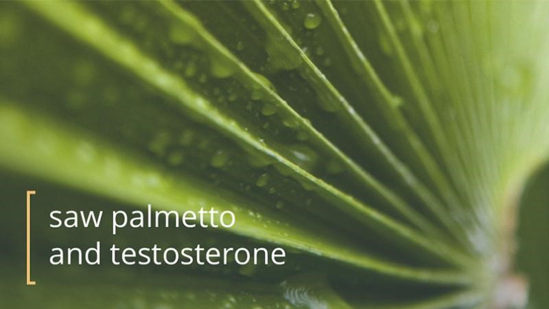 Sử dụng Saw Palmetto có mức testosterone cao hơn và giảm hormone điều hòa sinh dục DHT