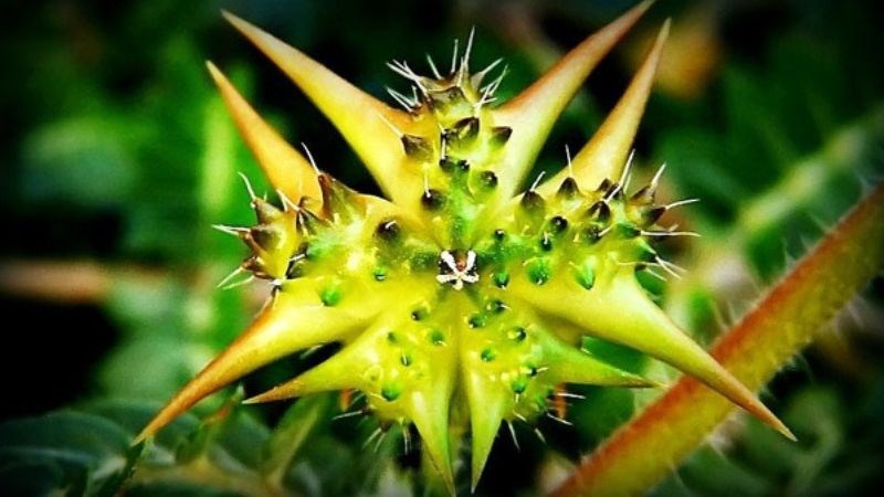 Quả của cây bạch tật lê thường được sử dụng để làm thuốc